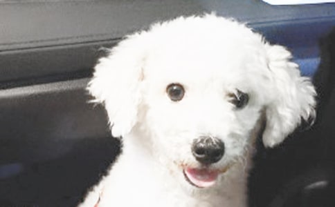 可愛的小狗看圖寫話(精)