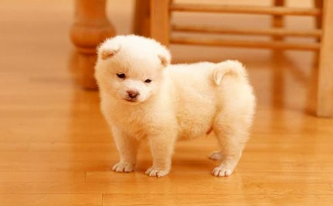 �ɐ�(��i)��С�����\(15ƪ)