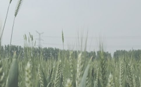 描寫收割小麥的優美句子