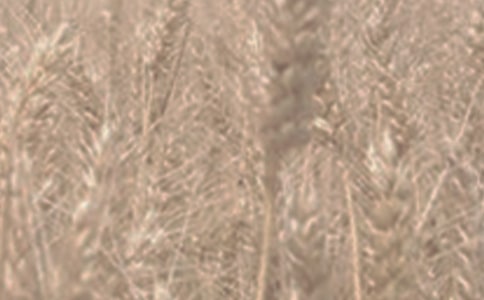 С�����{�x�ķ��δ�ʩ�Nֲ���g