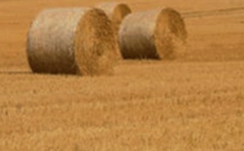 種小麥作文(精選15篇)