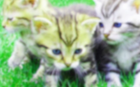 我家的小貓作文15篇【優(yōu)選】