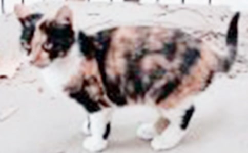 (薦)可愛的小貓作文15篇