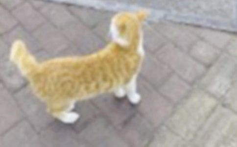 可愛的小貓作文