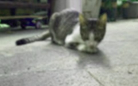 可愛的小貓作文