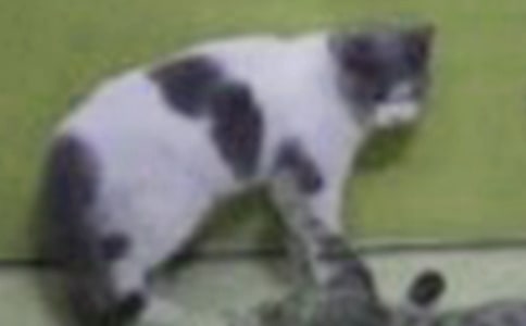 我家的小貓作文(薦)