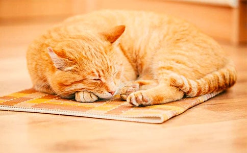 可愛的小貓作文(10篇)