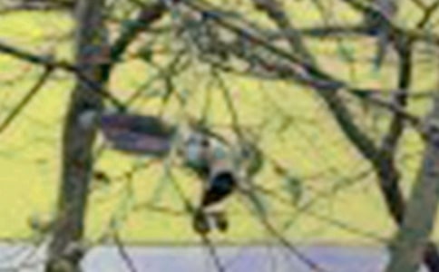 我是一只小鳥作文