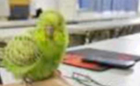 喂小鳥看圖寫話