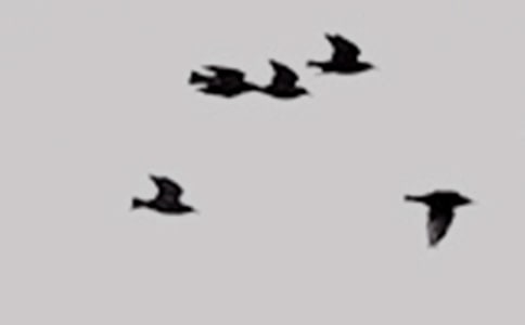 保護小鳥看圖寫話