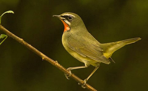 小鳥看圖寫話15篇(合集)