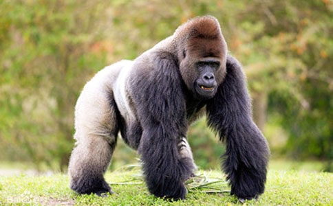 黑猩猩PETS背誦閱讀帶翻譯