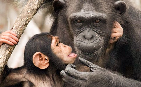 �P(gu��n)�ڴ����ɵ����ķ���