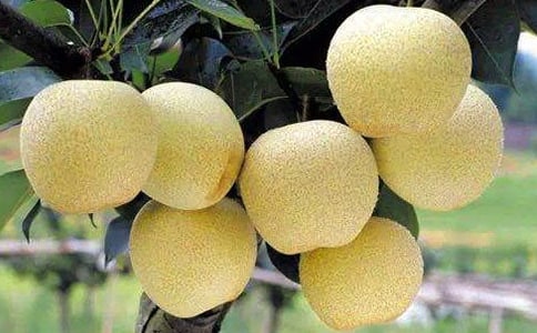 ѩ��Ĺ�Ч�c������ʲô