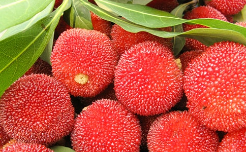 《楊梅》讀后感