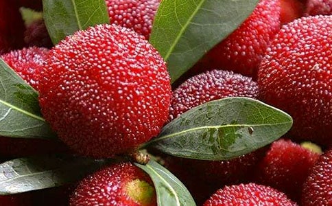 ժ��÷���ġ���ȫ15ƪ��