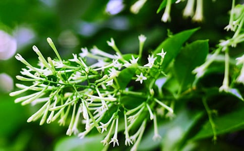 夜來(lái)香作文