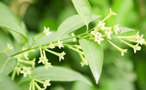 小小夜來香作文