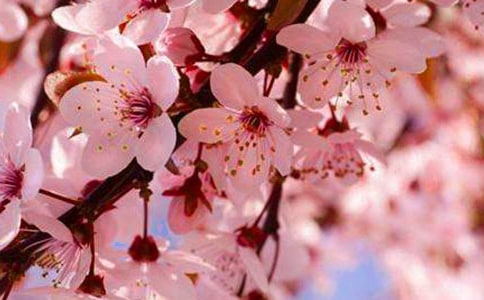 櫻花與美食的雜文