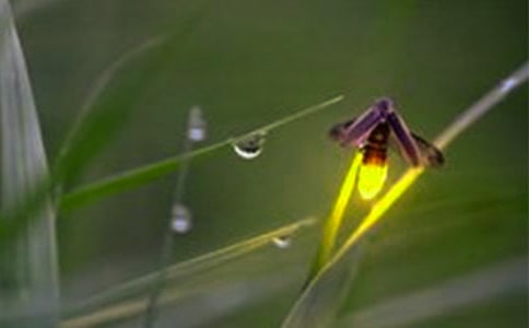 【優(yōu)】螢火蟲作文