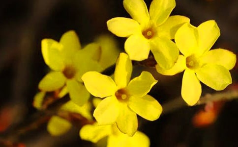 迎春花作文(通用37篇)