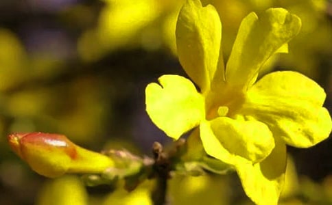 迎春花作文實用【15篇】