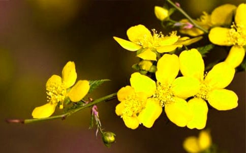 迎春花作文500字