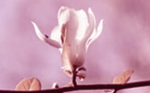 我喜歡玉蘭花作文