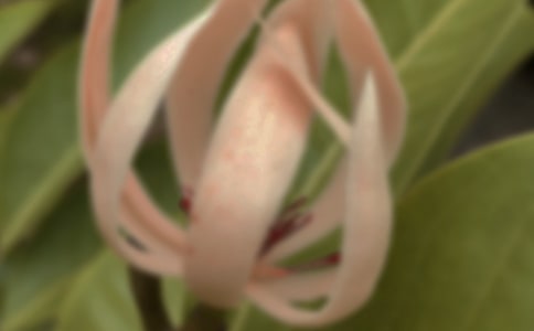 玉蘭花作文精品【15篇】