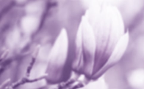 玉蘭花作文15篇【經典】