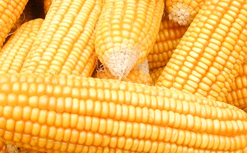 烤玉米作文(集錦2篇)