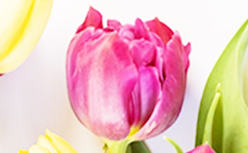 郁金香作文15篇【經(jīng)典】