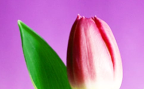 郁金香作文精品(15篇)