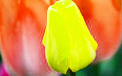 郁金香花養(yǎng)殖方法