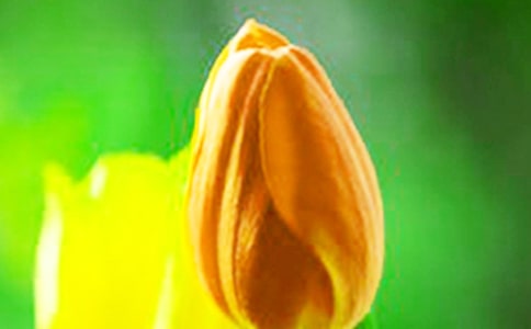 �P���茑��������f�f