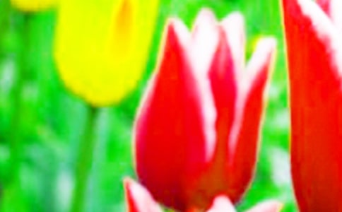 郁金香作文15篇【熱門】