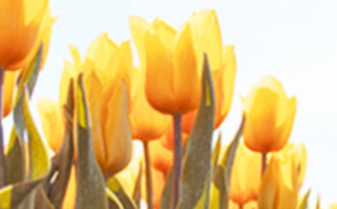 �˽�����������