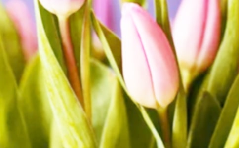 郁金香作文合集(15篇)