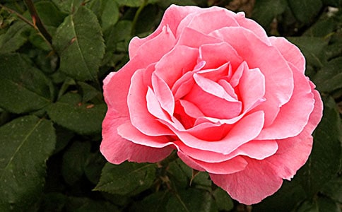 那支如血的月季作文