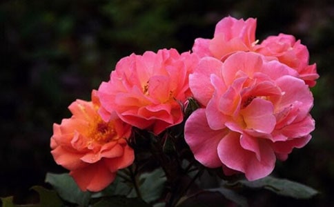 那一株月季作文