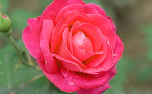 關于月季花的作文