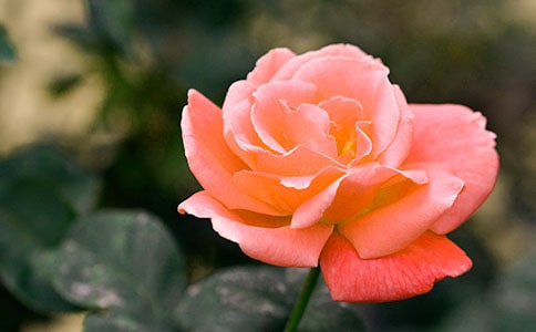 月季花的詩句(精選240句)