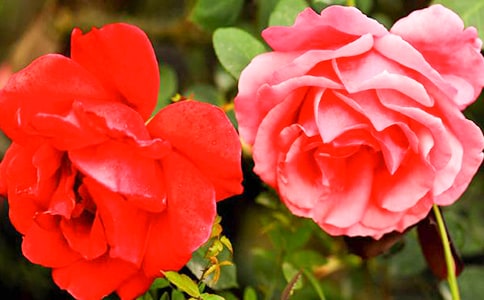 �¼���������500��