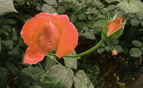 看月季花海的地方推薦