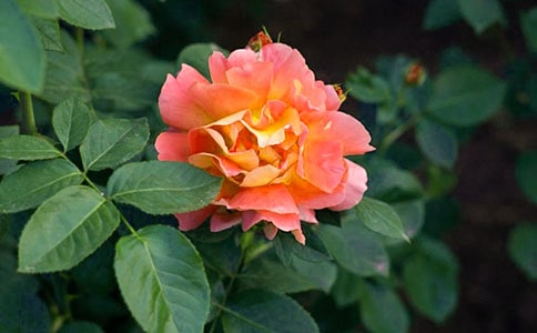 月季花什么季節選苗種植最好