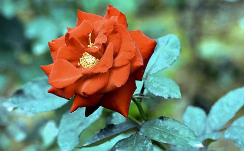 游覽月季花園作文