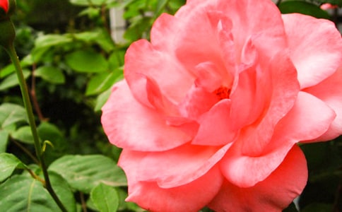 月季花_三年級作文