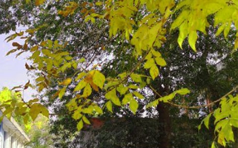 ���õ�ÿ��һ���簲���Z����24��