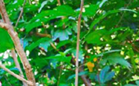 【必備】真誠溫暖的早安心語短信大合集64句