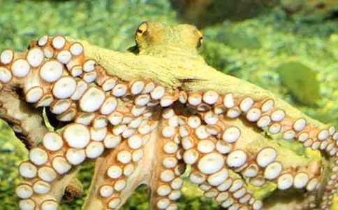 章魚小班美術教案